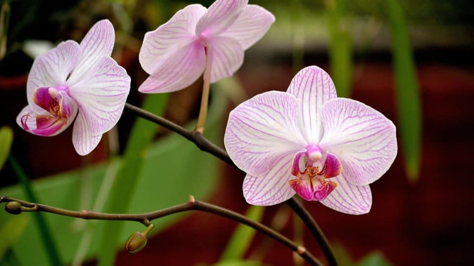 Poradíme, co potřebují orchideje